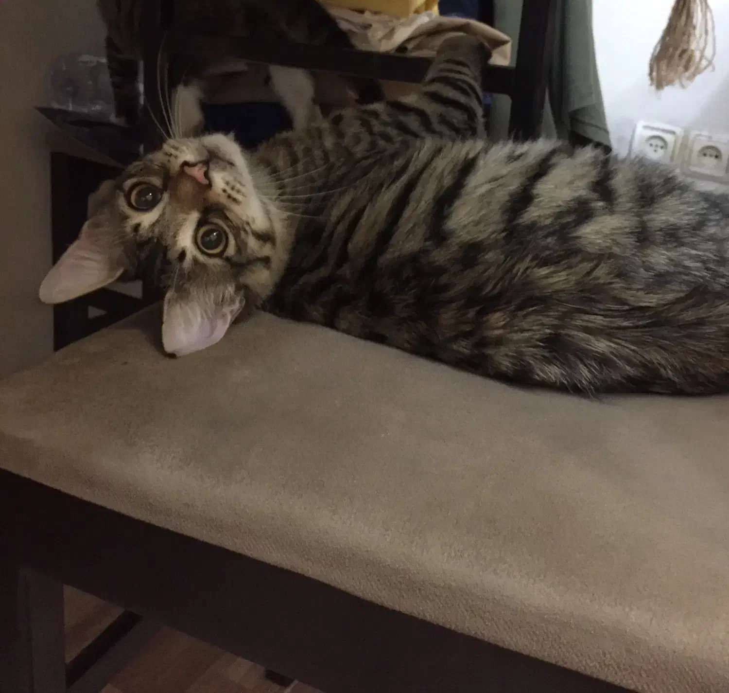 واگذاری گربه خانگی با تعهد|گربه|نوشهر, |دیوار