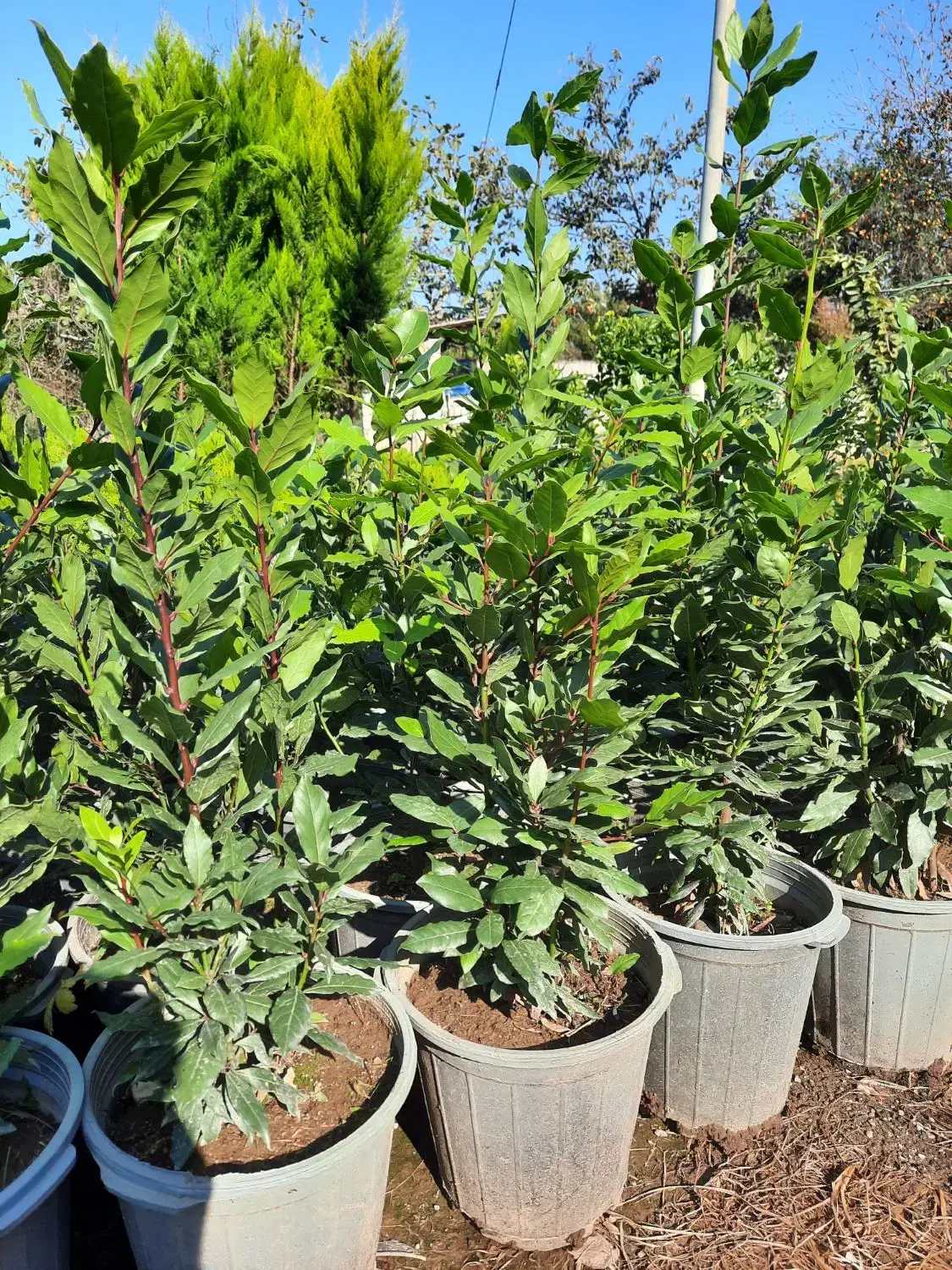 برگ بو|گل و گیاه طبیعی|قائمشهر, |دیوار