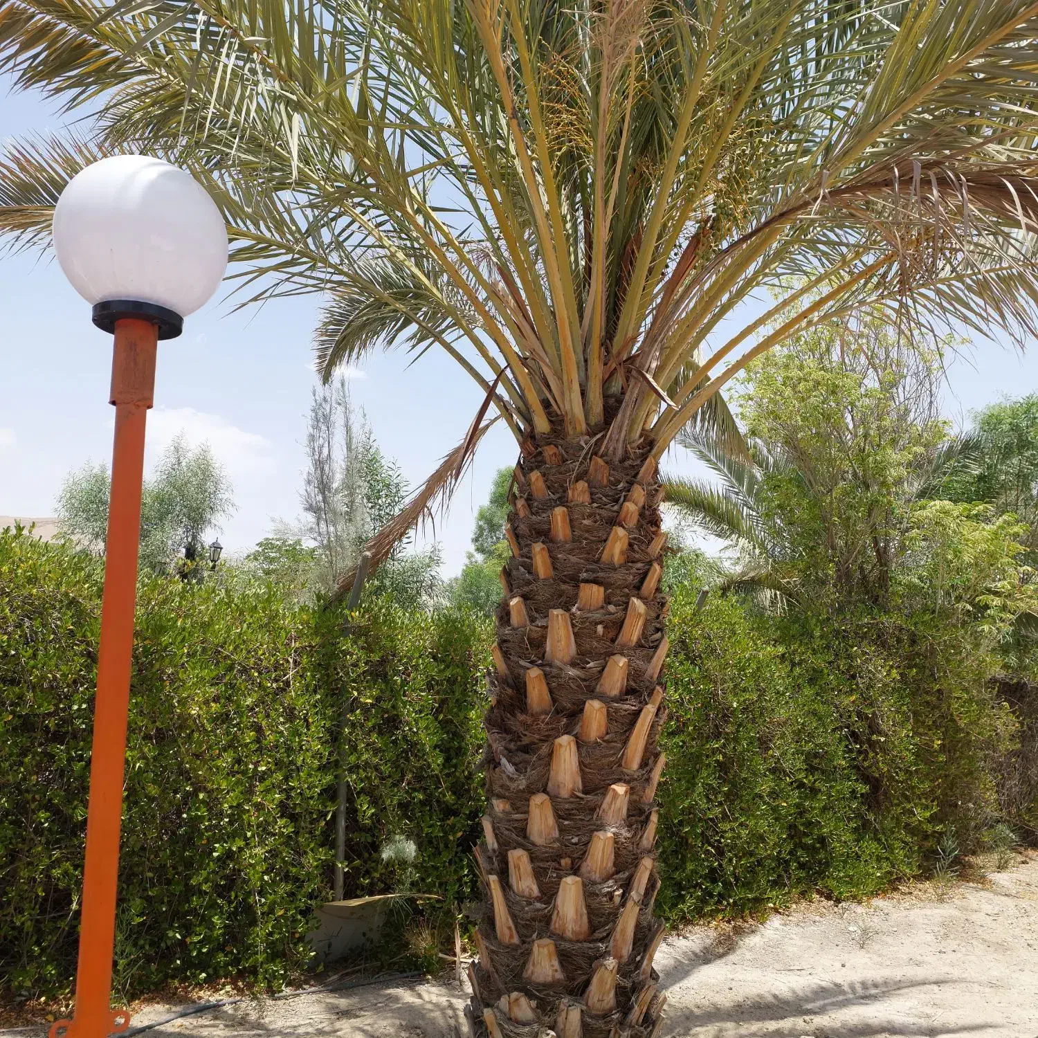 فروش باغ ۱۰۰۰ متری مجتمع زیتون|فروش خانه و ویلا|لار, |دیوار