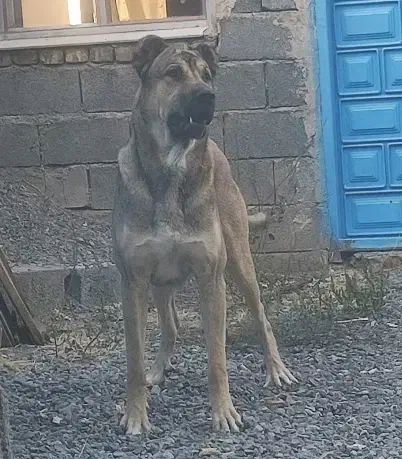 سگ سرابی ۲ ساله|سگ|محمدشهر, محمدشهر|دیوار