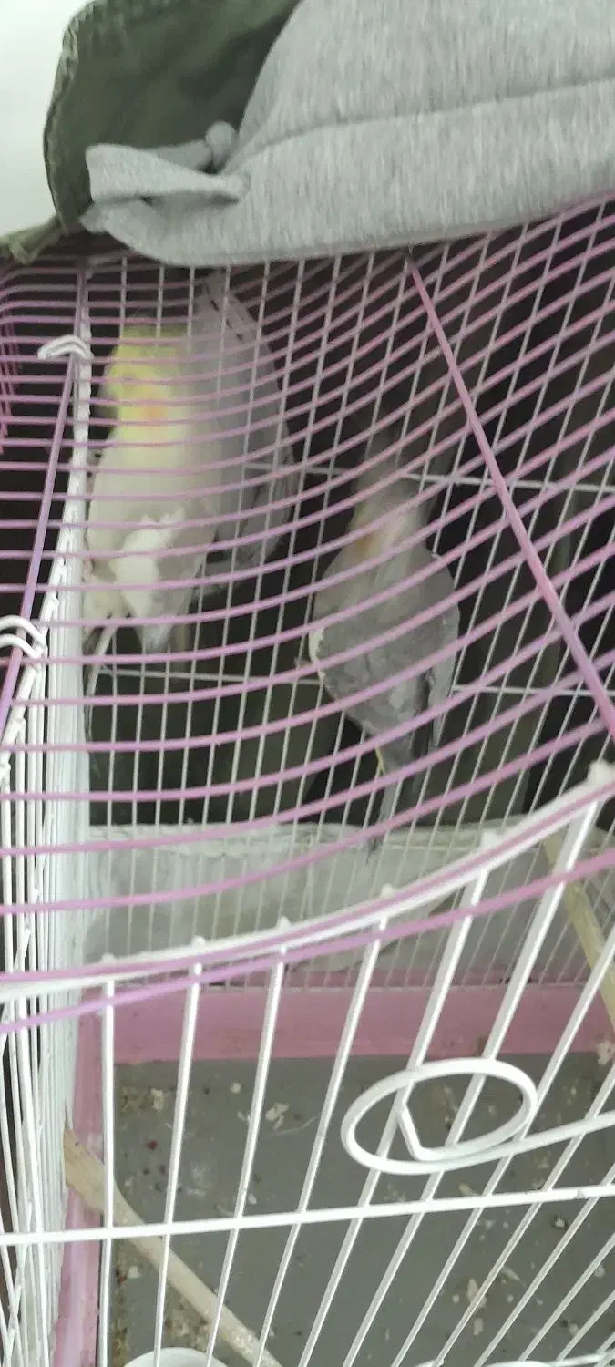 عروس جفت|پرنده|شهر ری, ظهیرآباد|دیوار