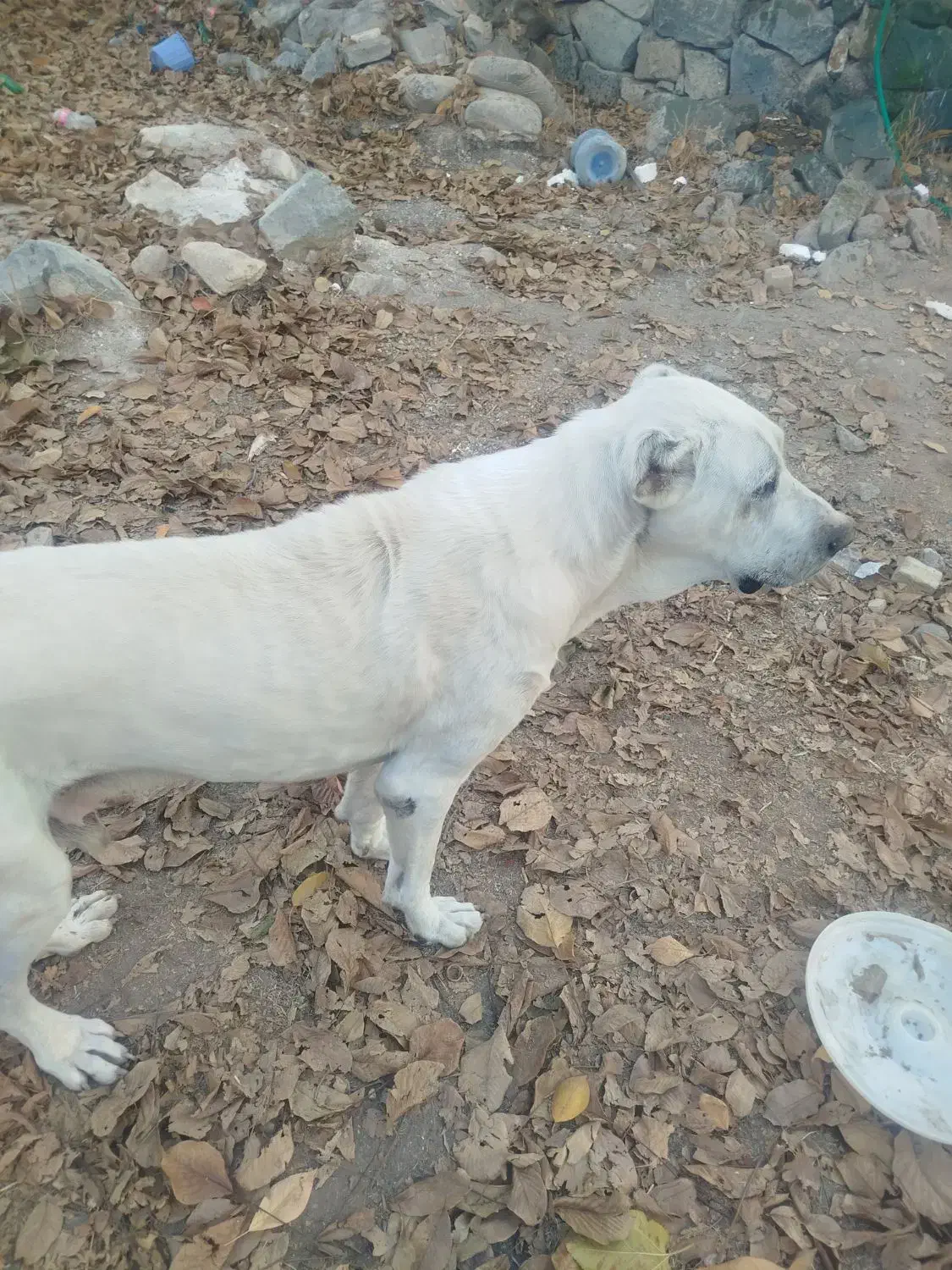 واگذاری سگ|سگ|قم, بنیاد|دیوار