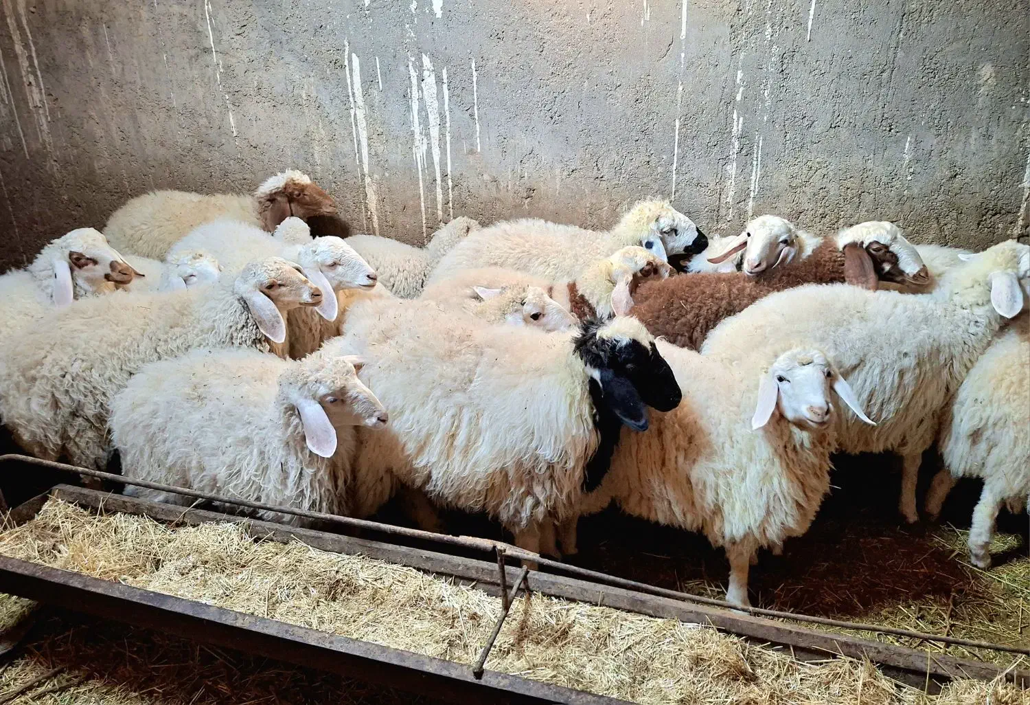 فروش بره شیر رگاه|حیوانات مزرعه|طبس, |دیوار