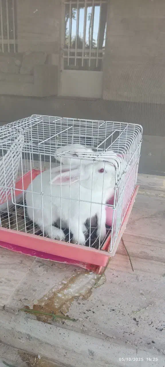 خرگوش لوپ|موش و خرگوش|مشهد, عسگریه|دیوار