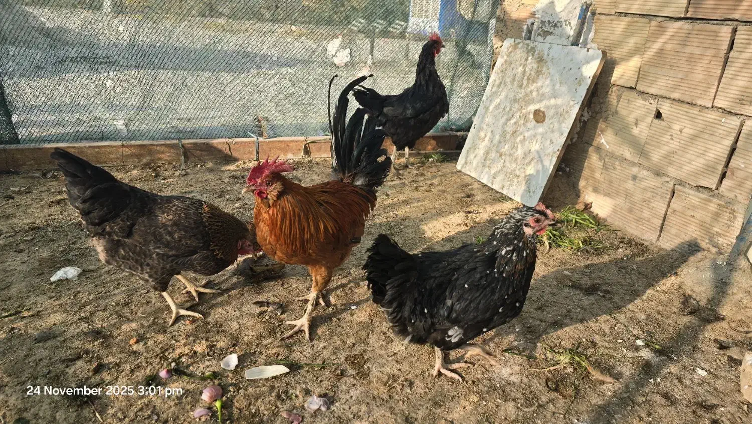 مرغ و خروس فروشی|حیوانات مزرعه|پاکدشت, پاکدشت (مامازند)|دیوار