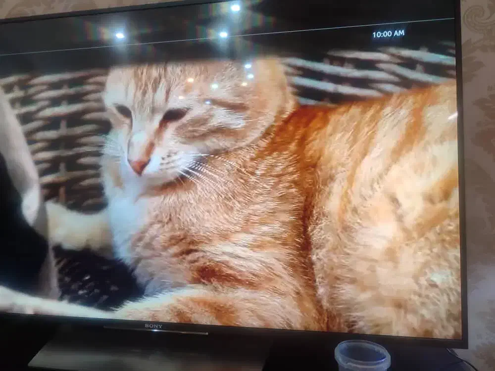 گربه خونگی پیدا کردم|گربه|ساوه, |دیوار