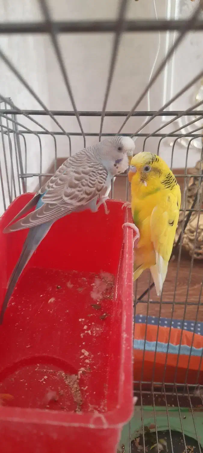 فروش مرغ عشق|پرنده|اردبیل, |دیوار