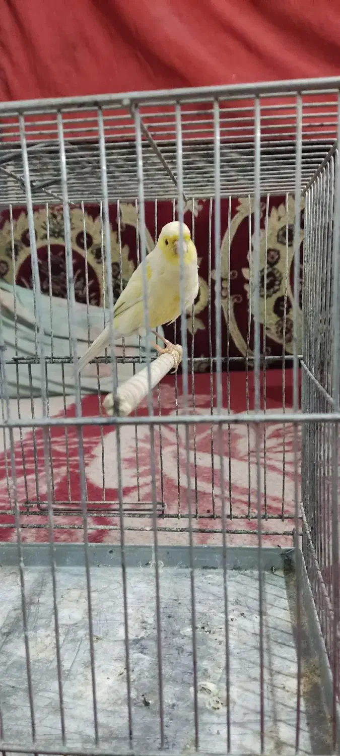 قناری ماده سوپر|پرنده|ابریشم, |دیوار