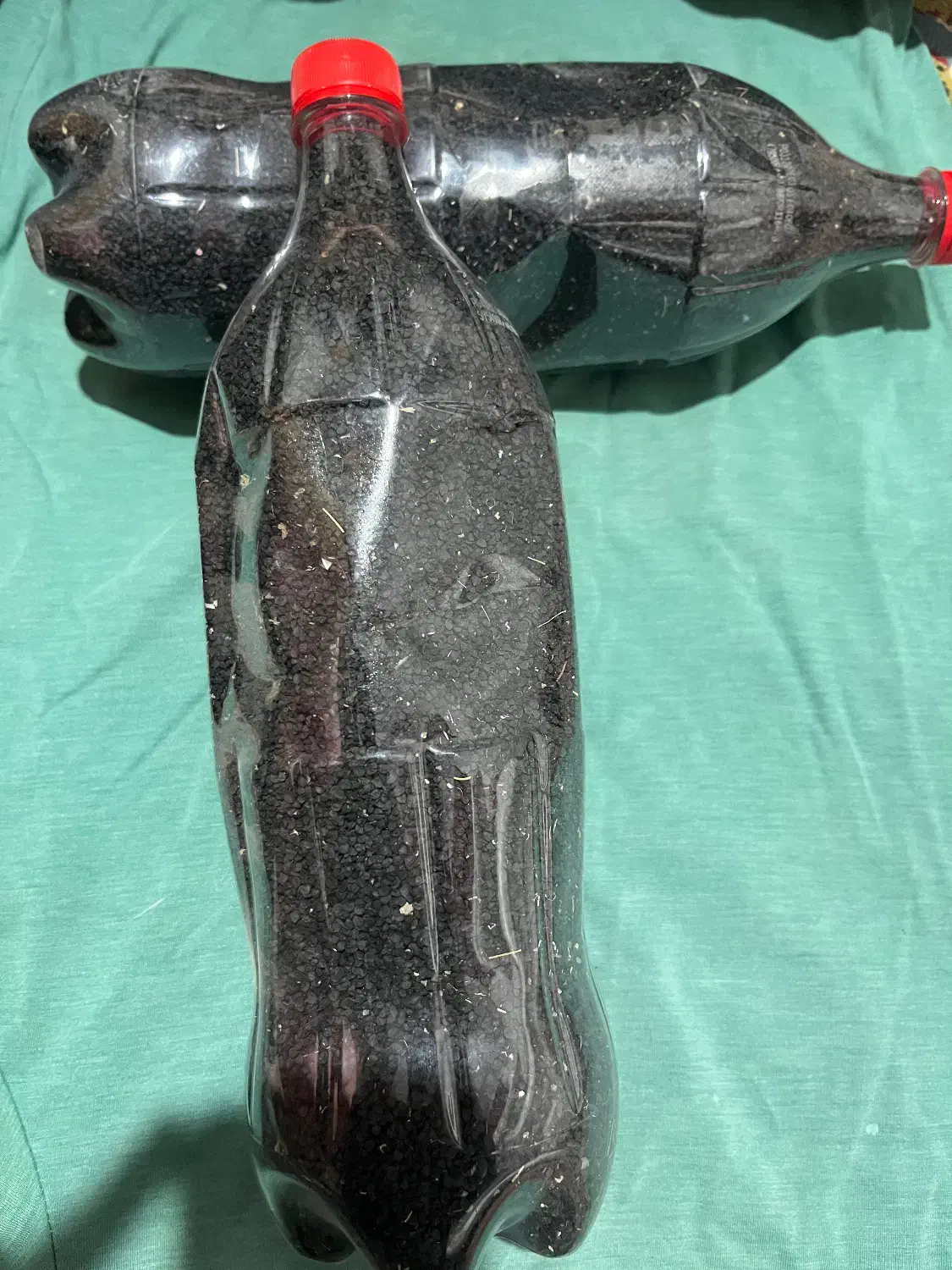 بذر پیاز نومل|گل و گیاه طبیعی|گرگان, |دیوار