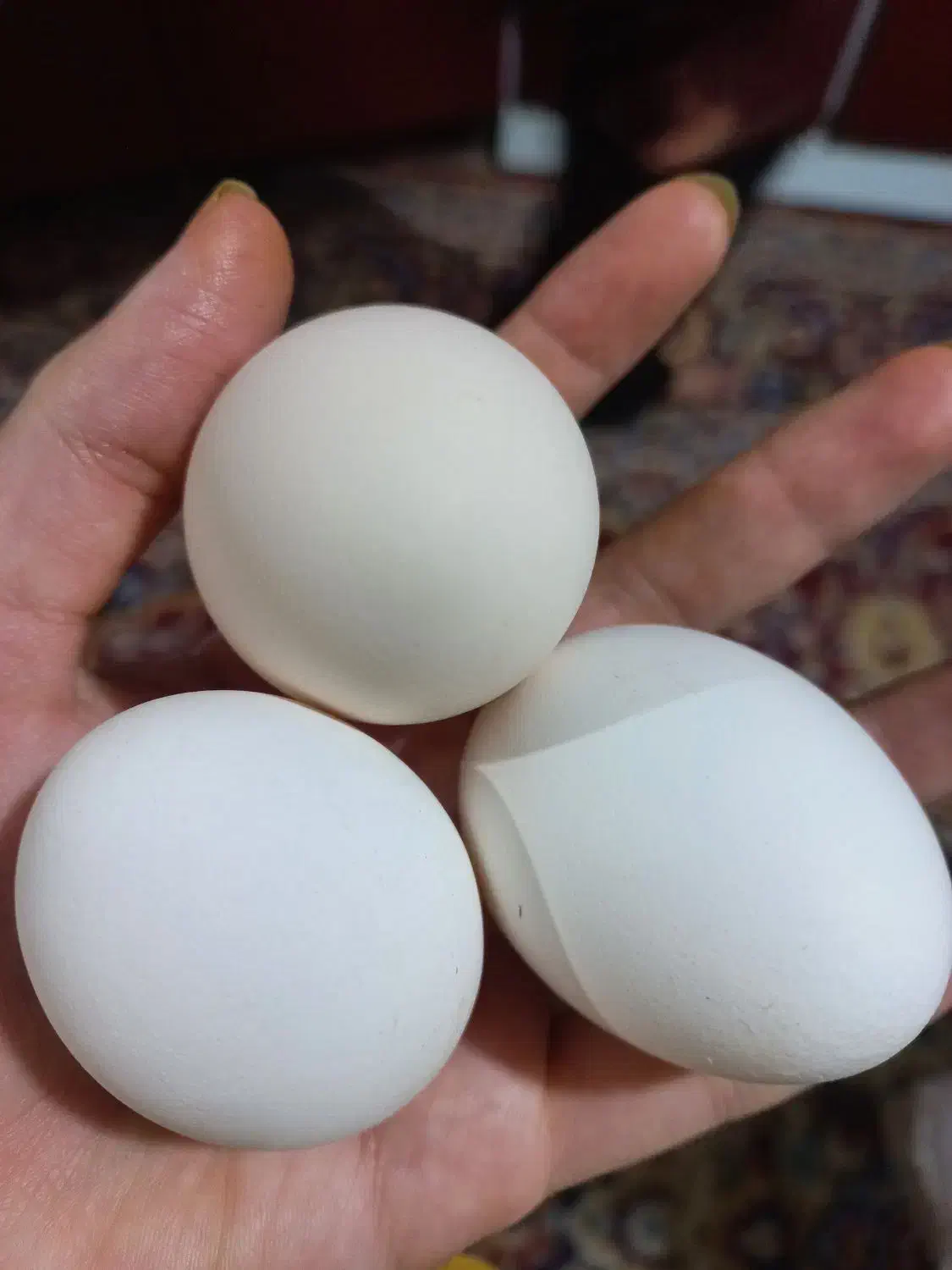 تخم مرغ رسمی|خوردنی و آشامیدنی|یزد, |دیوار