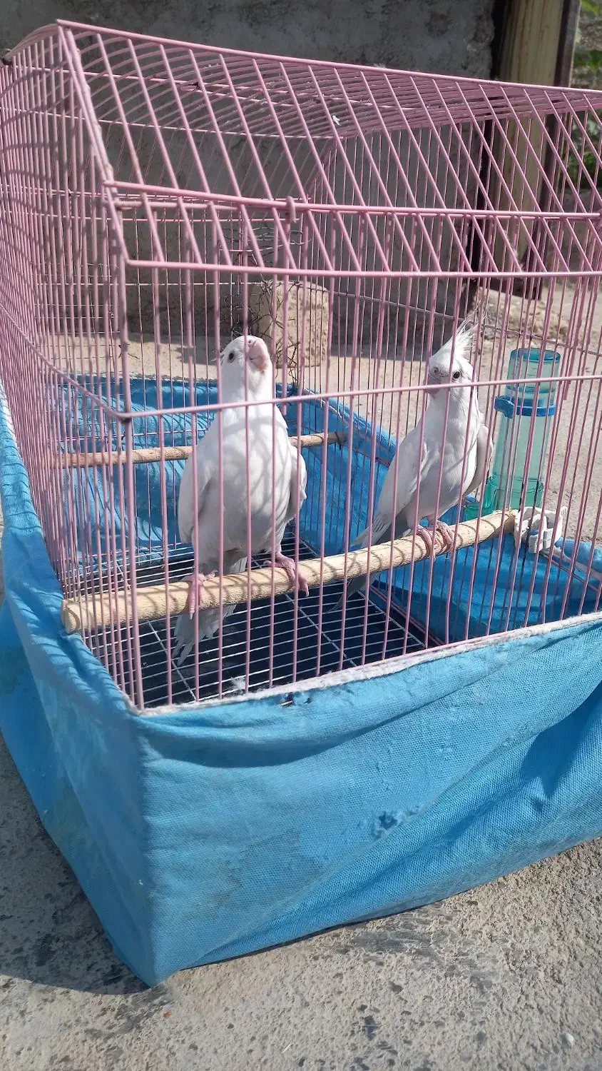 پرنده طوطی عروس|پرنده|آغاجاری, |دیوار