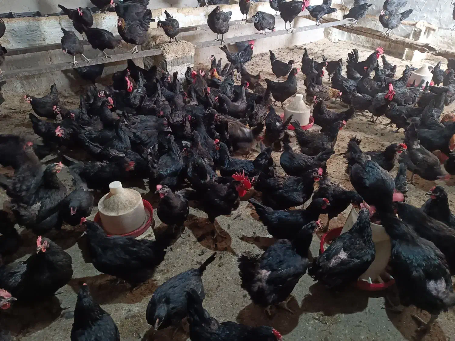 تخم مرغ نطفه دار از مرغ و خروس سیاه|حیوانات مزرعه|تهران, ترمینال جنوب|دیوار