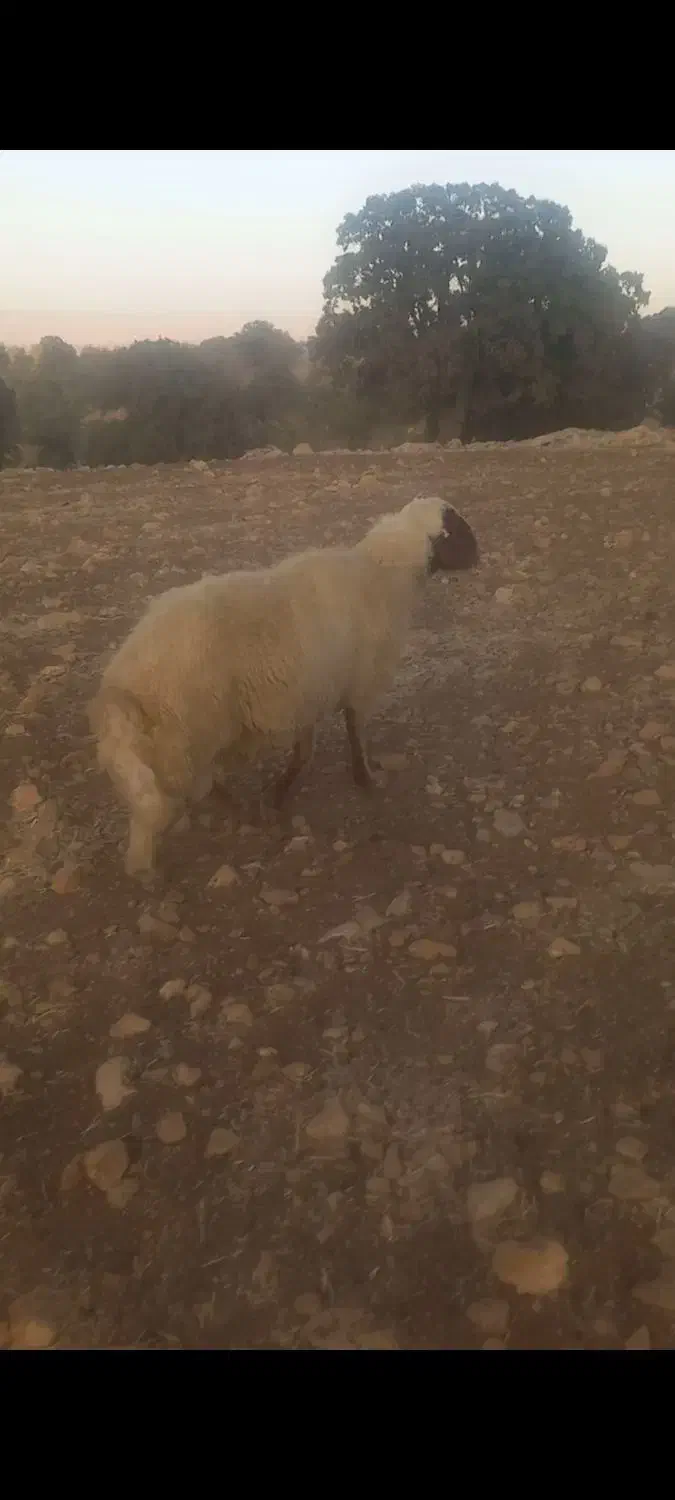 قوچ سنجابی|حیوانات مزرعه|ایوان, |دیوار