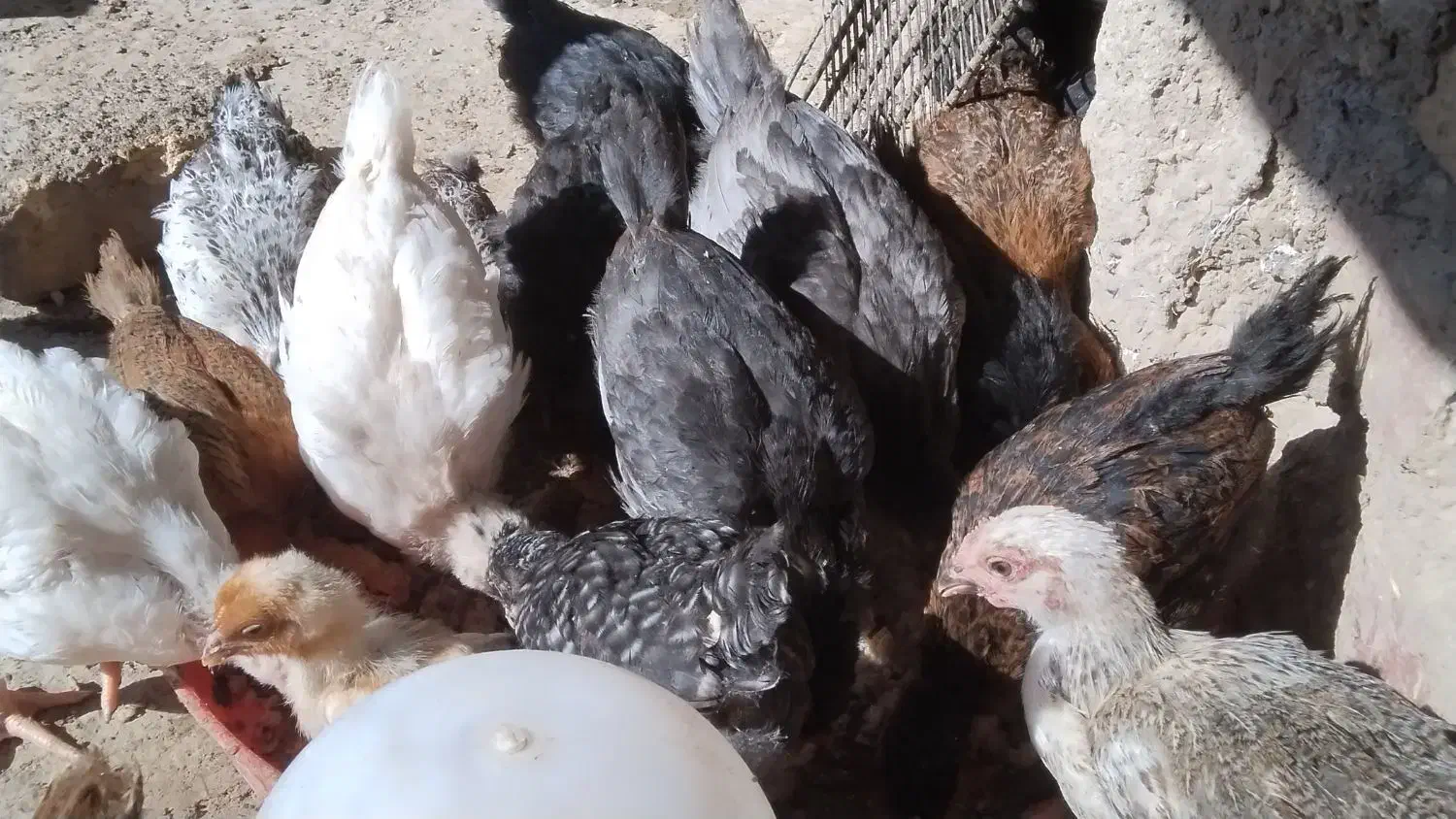 جوجه|حیوانات مزرعه|تیمور آباد, |دیوار