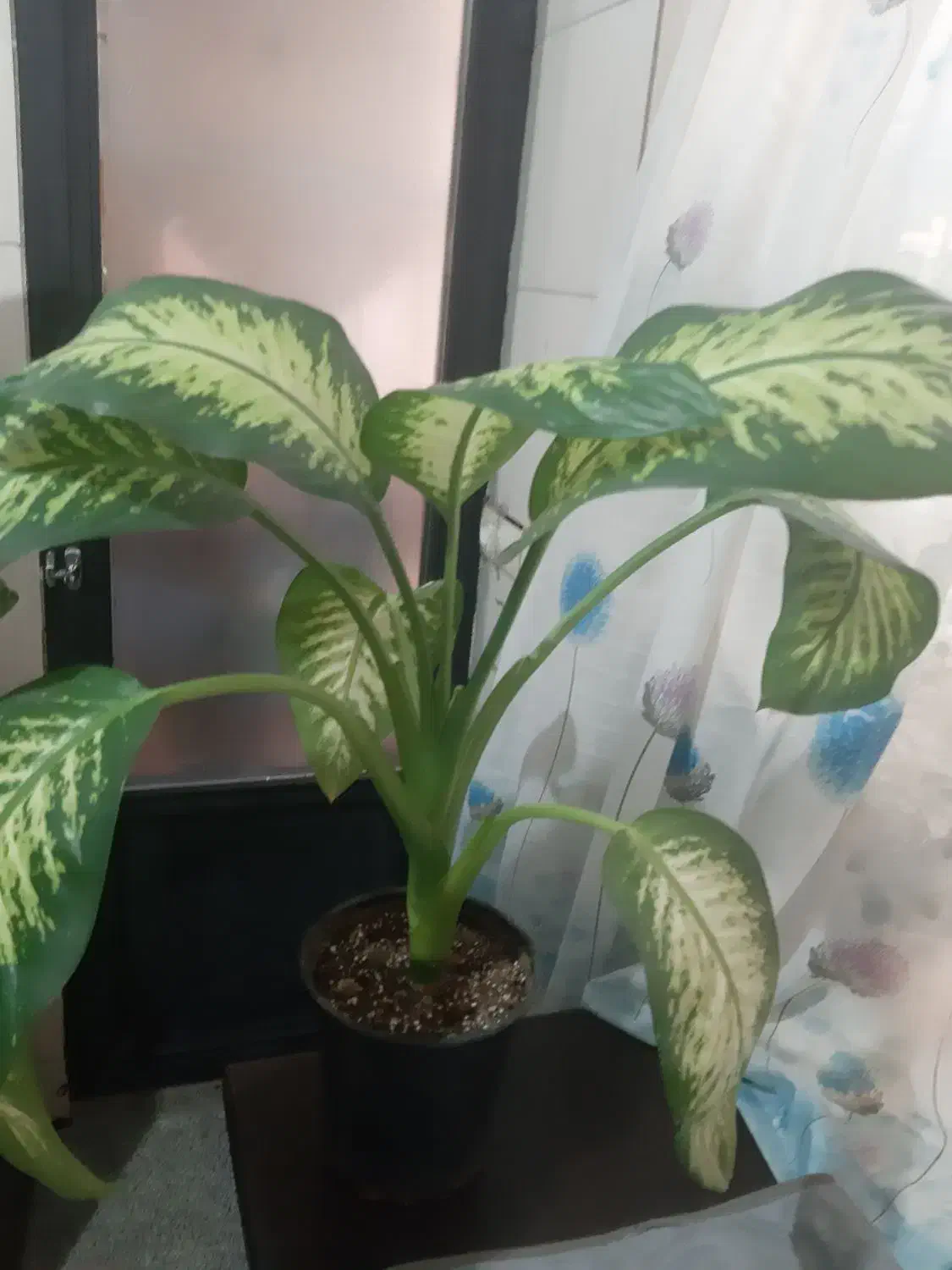 دیفن باخیا و فیکوس سبز|گل و گیاه طبیعی|تهران, زنجان جنوبی|دیوار