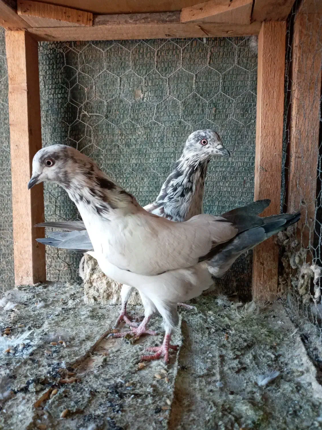 کبوتر.|پرنده|محمدشهر, عباس آباد|دیوار