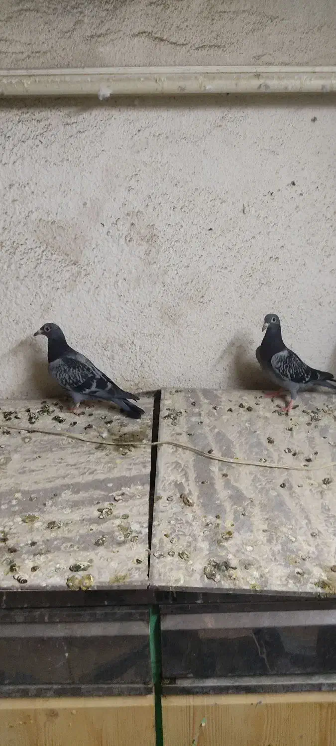 کفتر|پرنده|مشهد, عیدگاه|دیوار