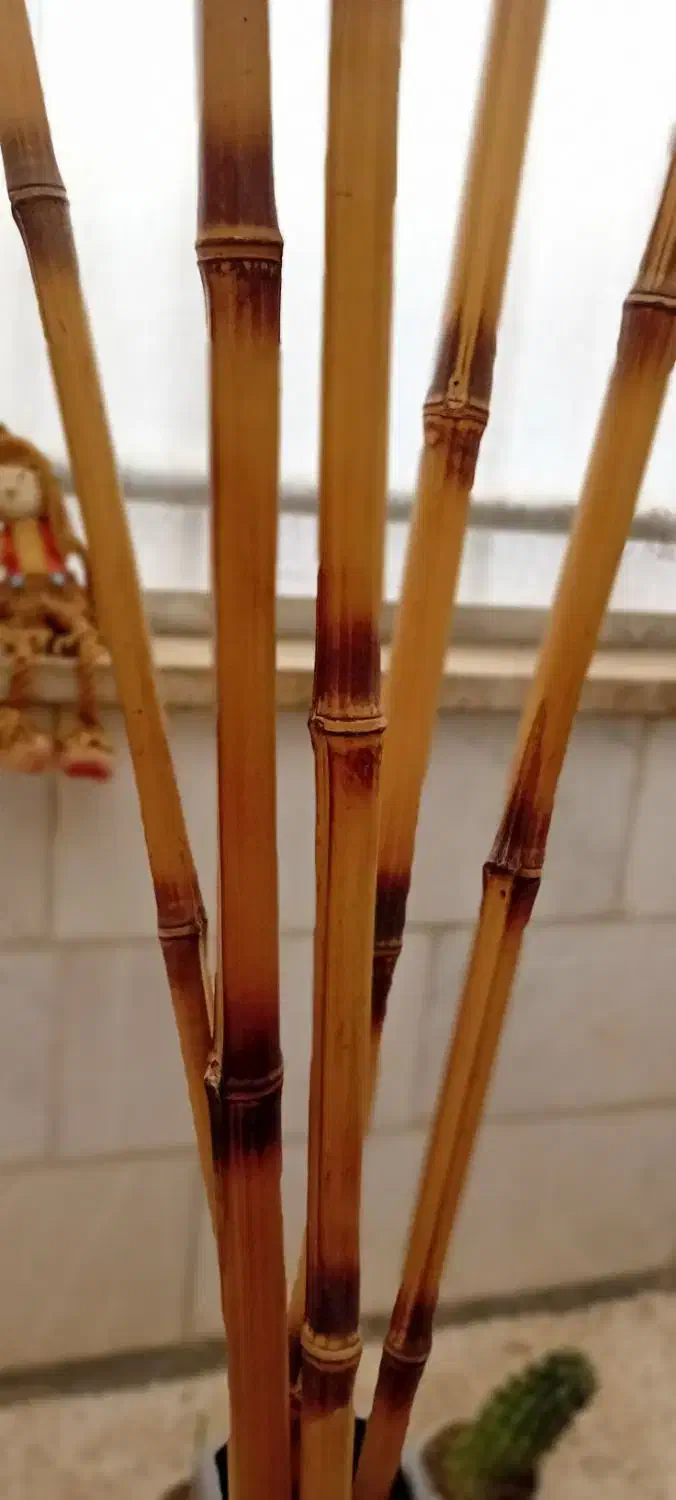 نی بامبو|گل و گیاه طبیعی|کرج, کوی مهر|دیوار