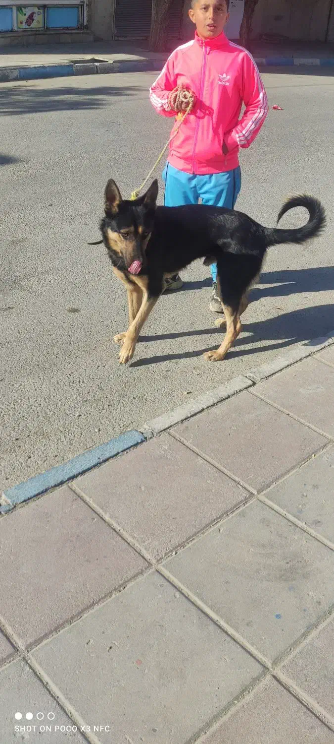 گرگی|سگ|صفادشت, |دیوار