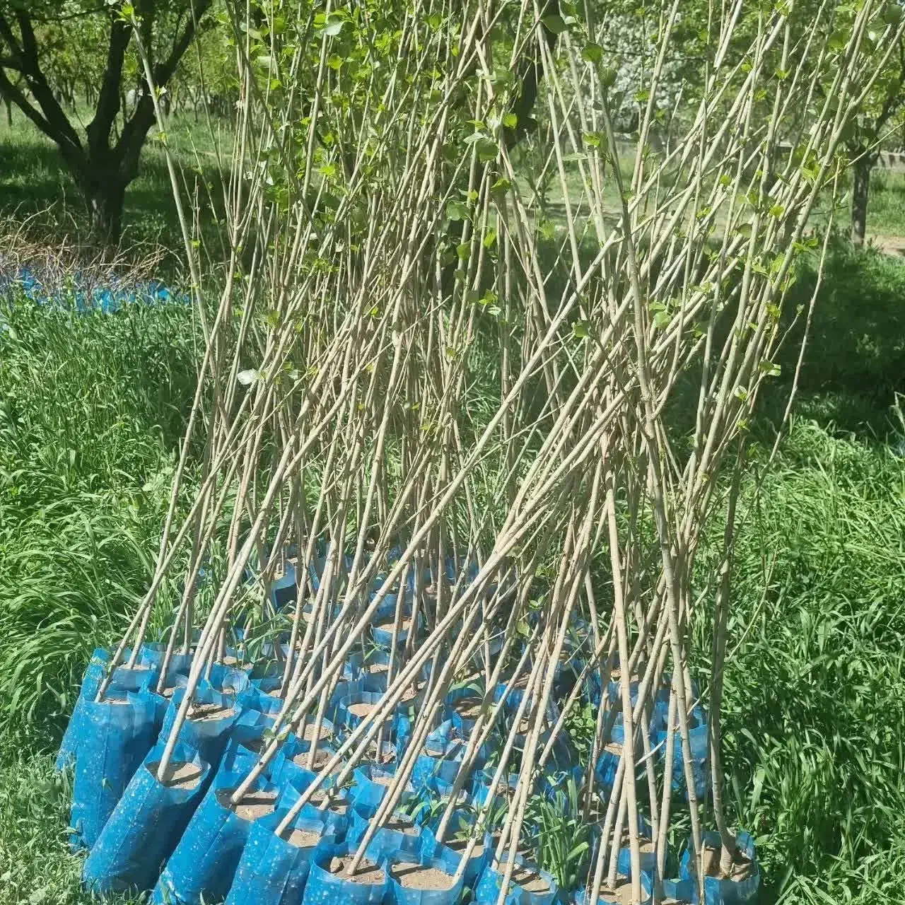 تولید وارائه نهال سنوبر تبریزی ۳ متری|خدمات باغبانی و درختکاری|صائین قلعه, |دیوار