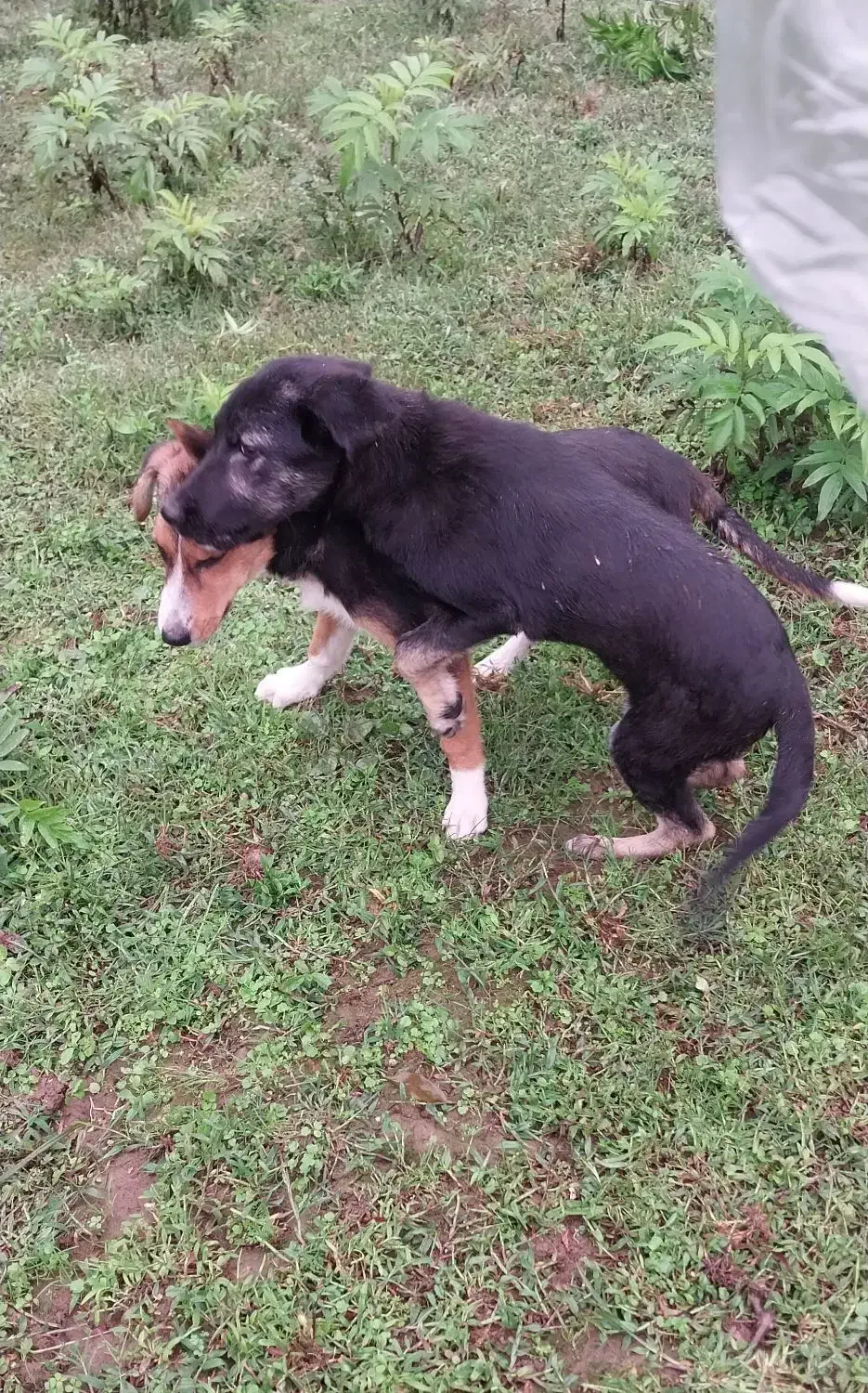 سگ مادر ژرمن و پدر محلی|سگ|رشت, لاکان شهر|دیوار