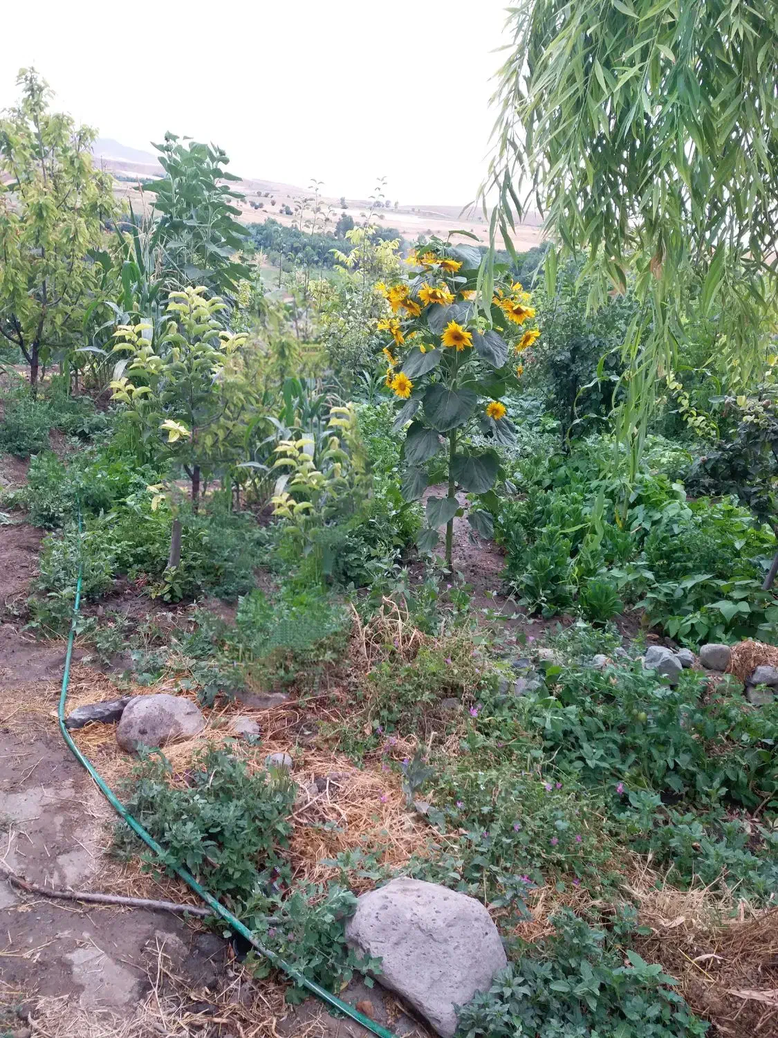 باغ و ویلا در روستای آلوچ|فروش خانه و ویلا|مشگین شهر, |دیوار