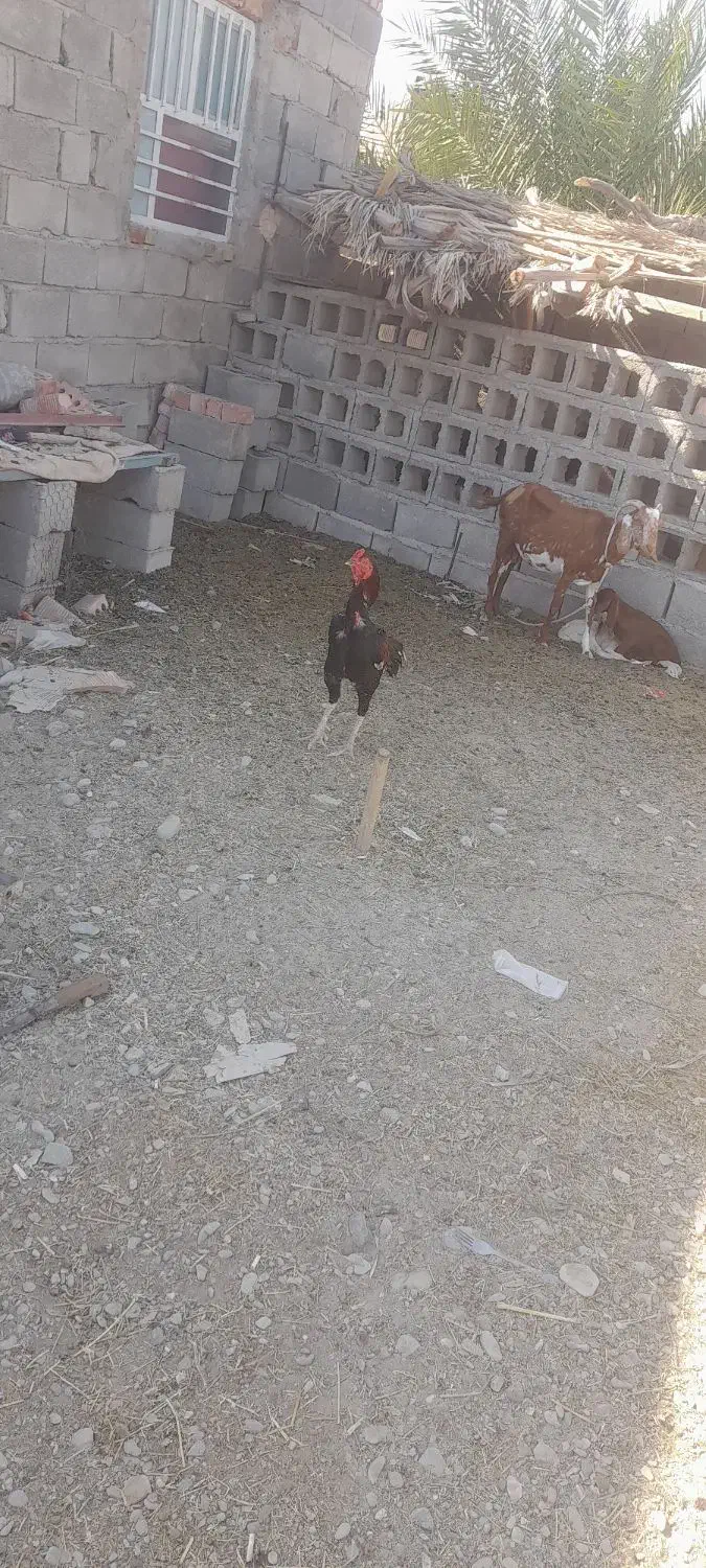 جنگی|حیوانات مزرعه|ایرانشهر, |دیوار