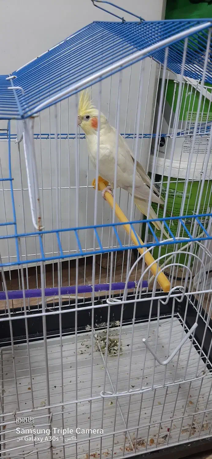 لوتینو ماده عروس|پرنده|آستانه اشرفیه, |دیوار