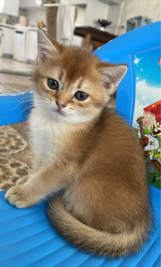 گربه گلد بریتیش|گربه|بناب, |دیوار