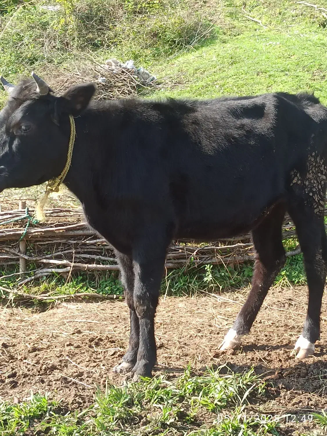 فروش لیشه|حیوانات مزرعه|لاهیجان, آهندان|دیوار