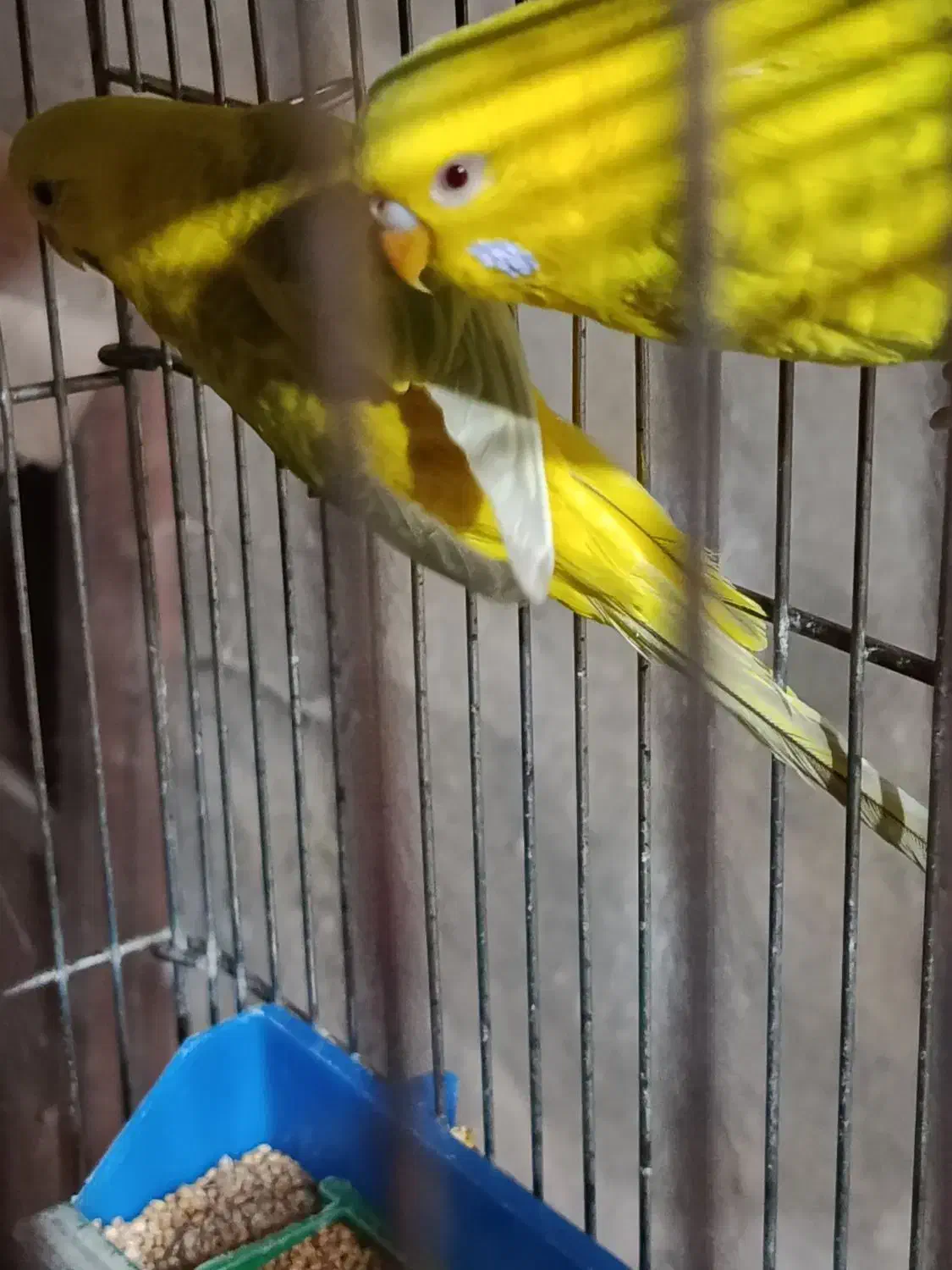 مرغ عشق  خاص|پرنده|شیراز, شهرک جماران|دیوار