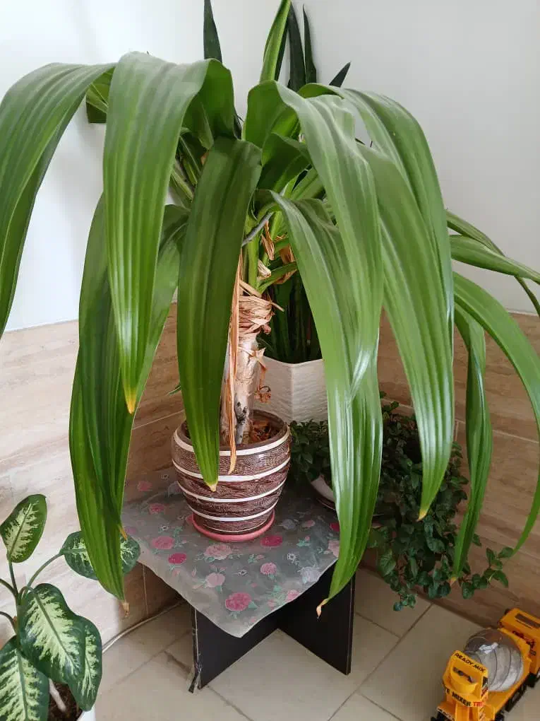 گل طبیعی|گل و گیاه طبیعی|صدرا-فارس, فاز ۲|دیوار