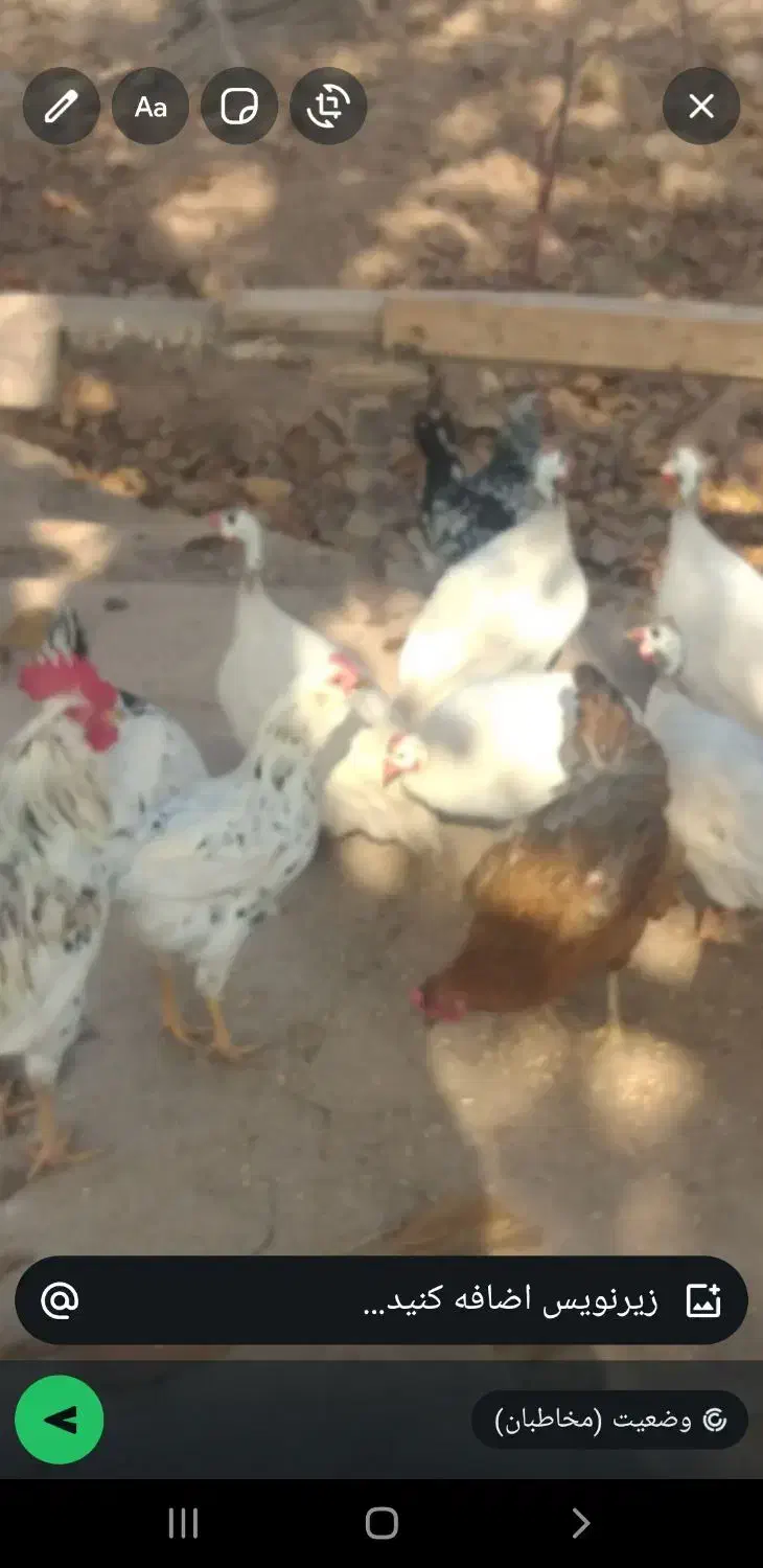 مرغ مصری سفید خالص و مرغ و خروس گلین‌اصل|حیوانات مزرعه|جلفا, |دیوار