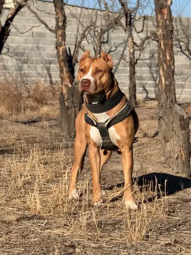 سگ پیتبول ماده نگهبان|سگ|تهران, شهرک غرب|دیوار