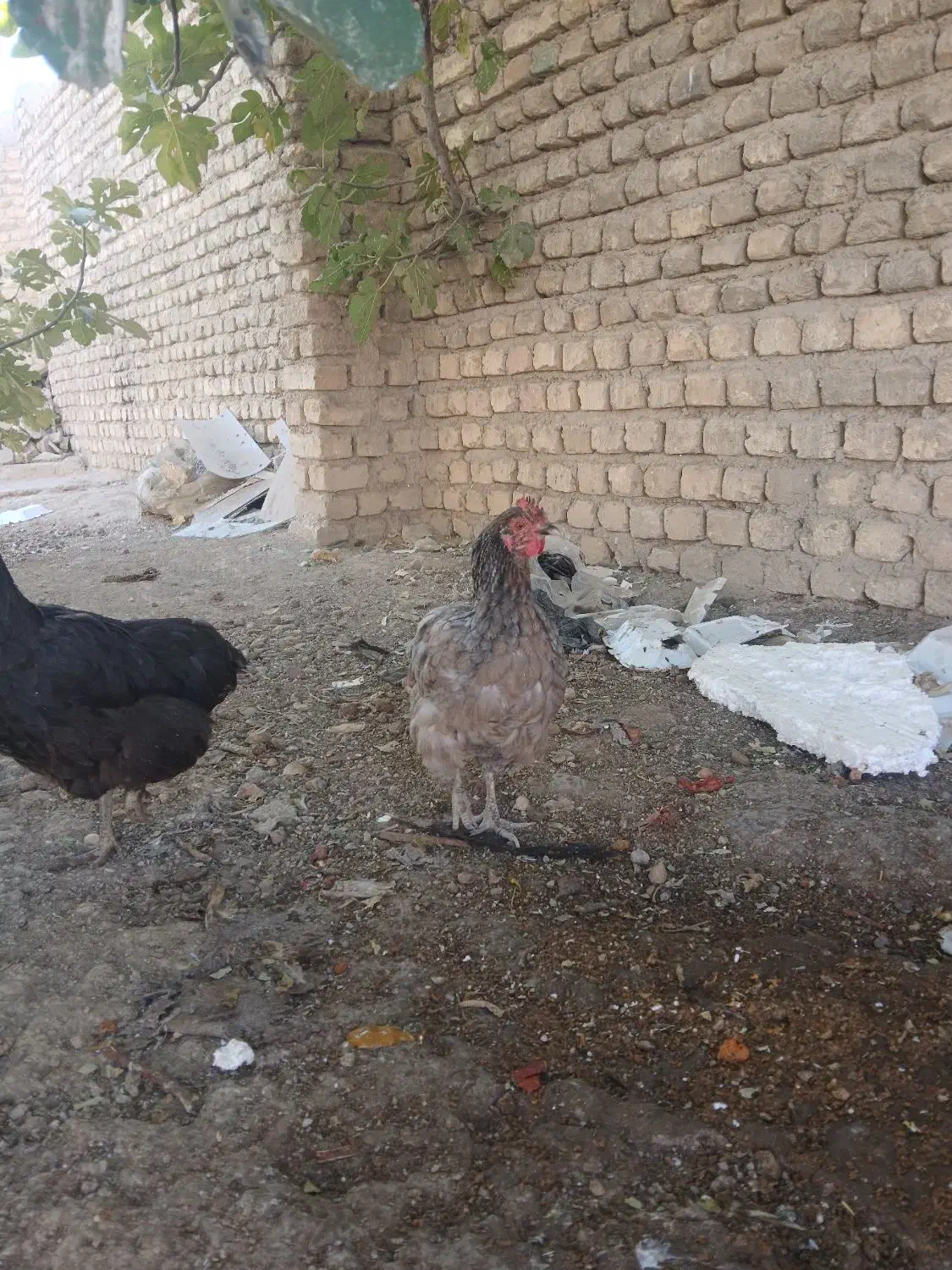 مرغ تخم گذار و سرحال|حیوانات مزرعه|قهدریجان, |دیوار