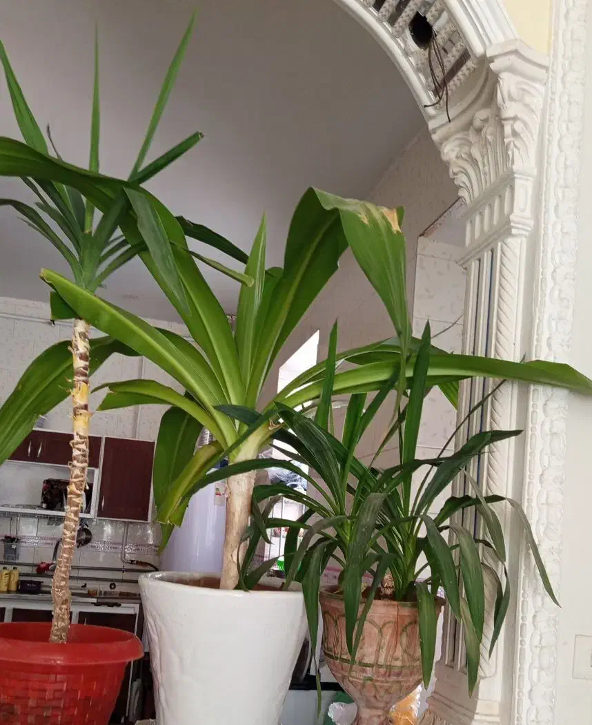 گل و گیاه|گل و گیاه طبیعی|فسا, |دیوار