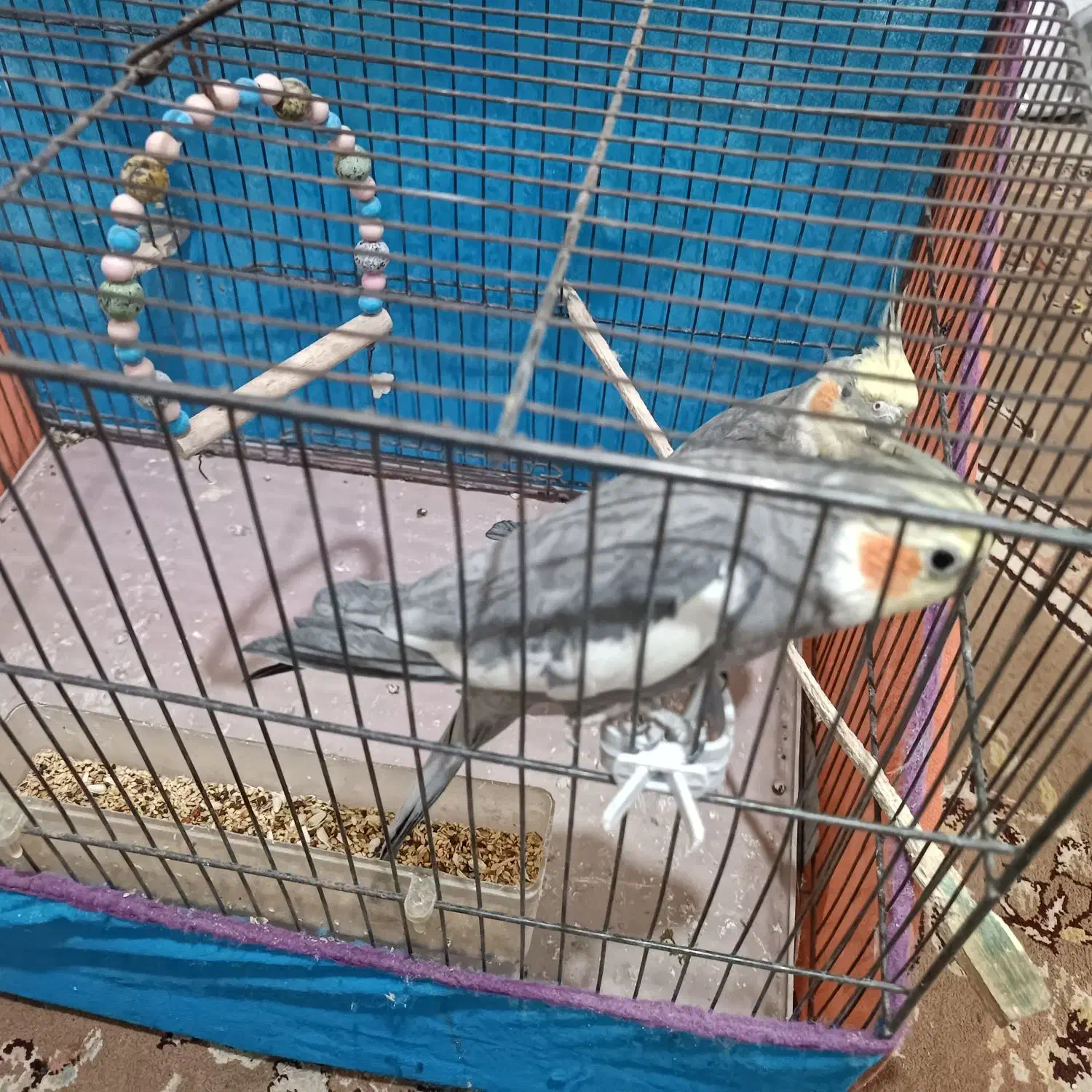 عروس هلندی|پرنده|قم, علی آباد سعدگان|دیوار