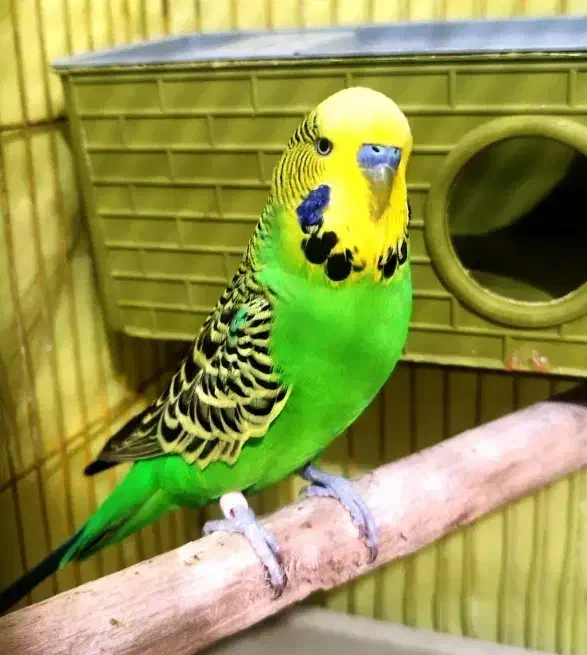 جفت مرغ عشق ساده. دستی شرط جوجه هم علان دارن|پرنده|بردسکن, |دیوار