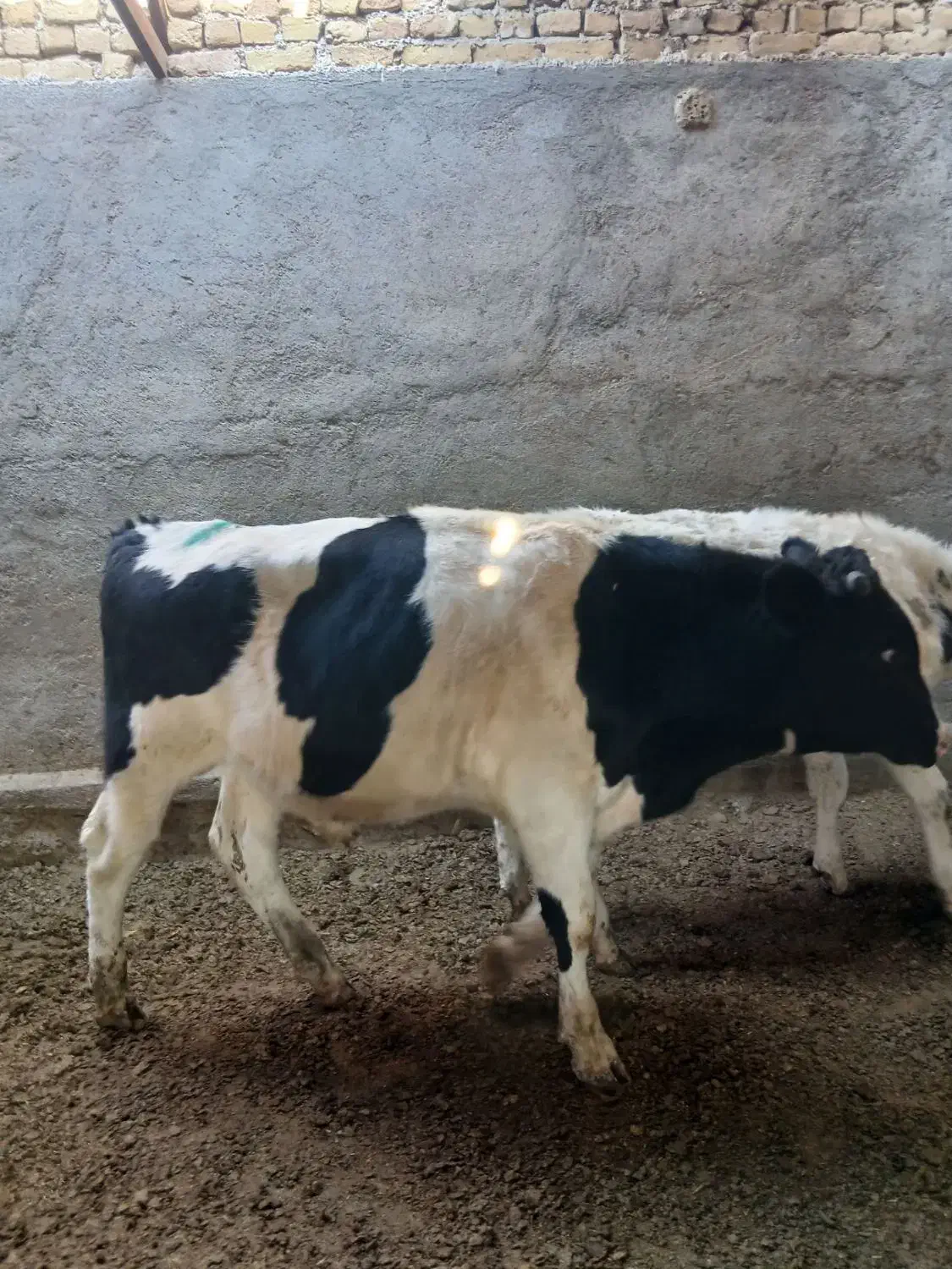 گوساله نر|حیوانات مزرعه|مشهد, خرم آباد|دیوار