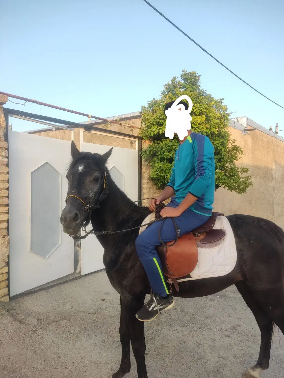 اسب دره شور|اسب و تجهیزات اسب‌سواری|فسا, |دیوار