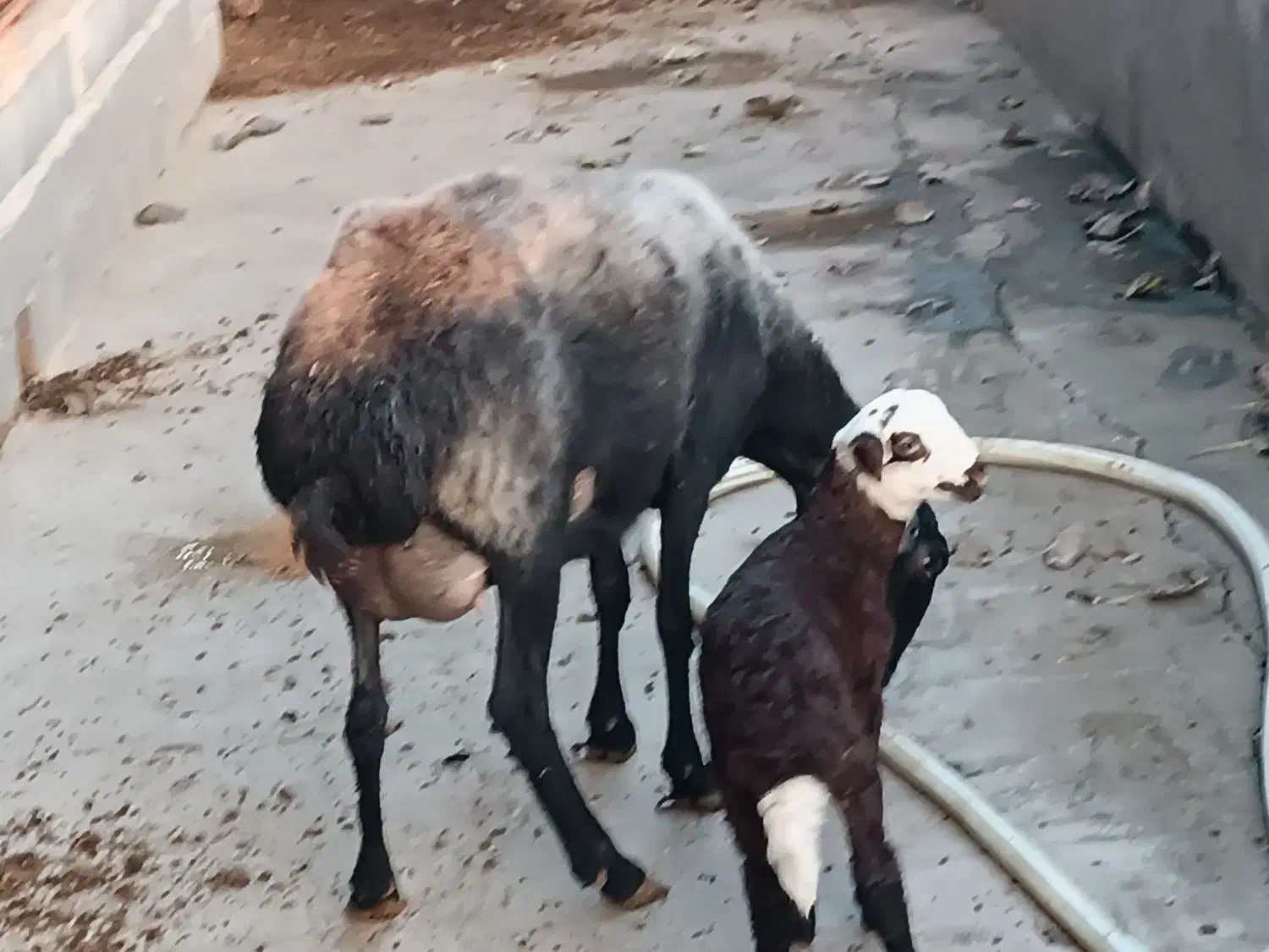 گوسفند ور مار و نر شال تخمی|حیوانات مزرعه|قائم‌شهر, |دیوار