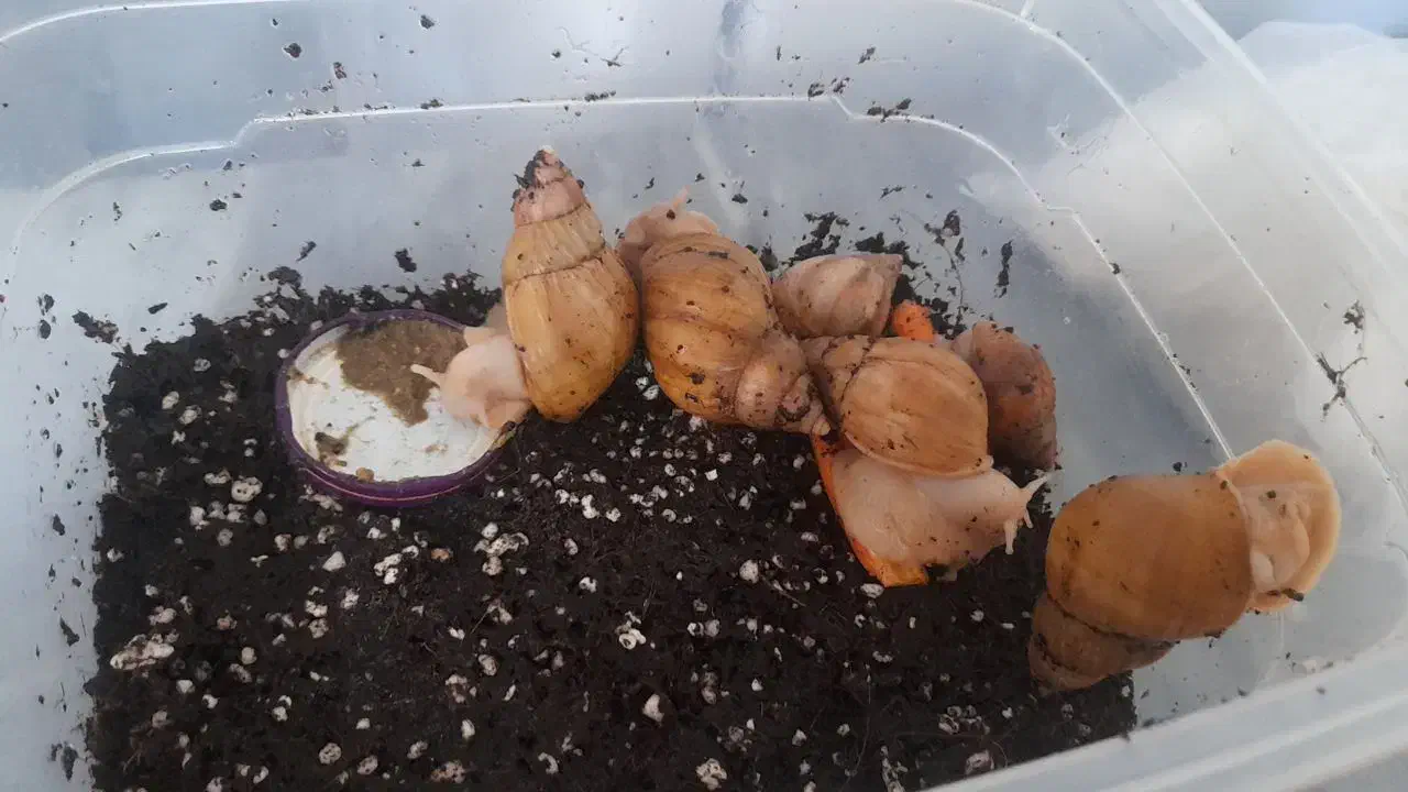 فروش حلزون|خزنده|خرم‌آباد, |دیوار