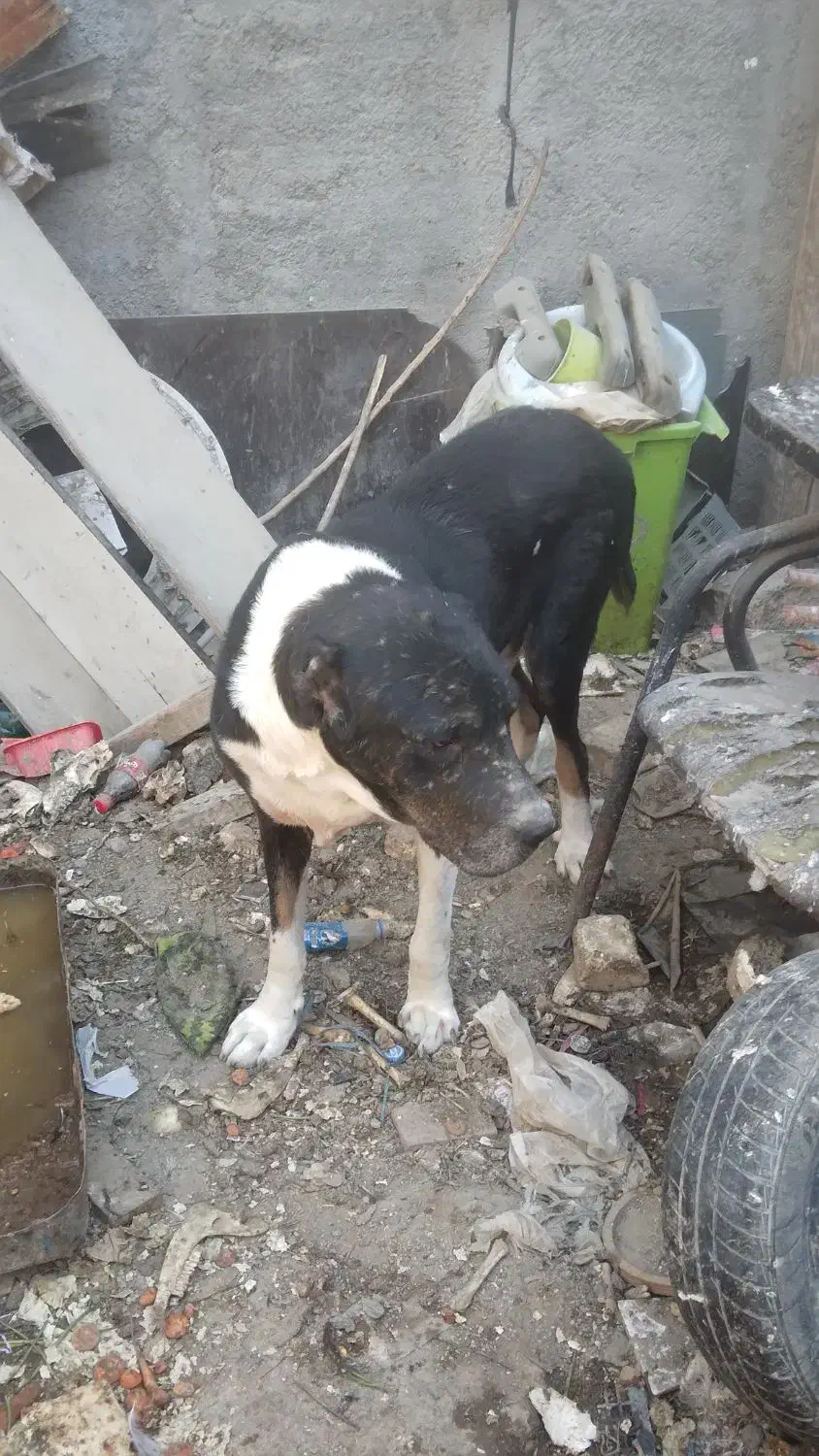 واگذاری سگ خراسانی|سگ|رباطکریم, رباطکریم|دیوار