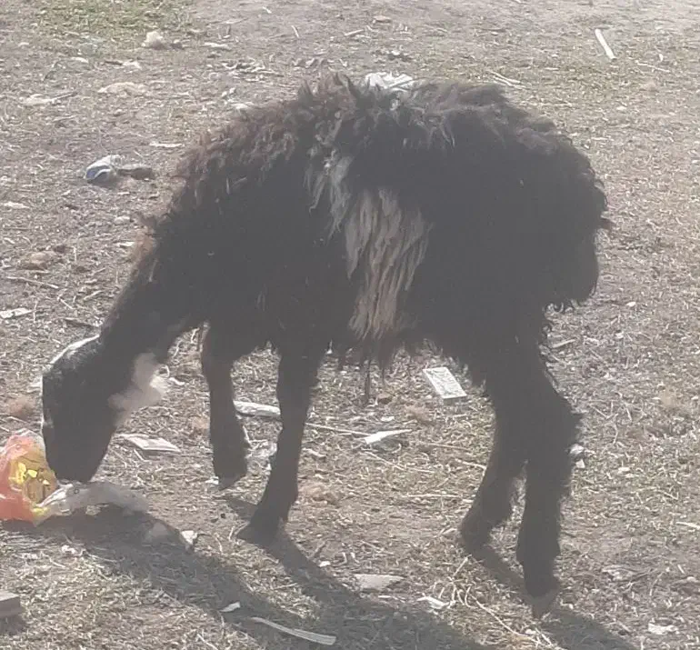 بره گوسفند افشاری|حیوانات مزرعه|مینودشت, |دیوار