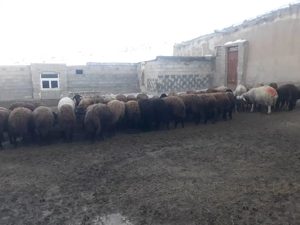 فروش 50 عدد میش غزل نقدی یا معاوضه با سواری|حیوانات مزرعه|شاهینشهر, فردوسی|دیوار