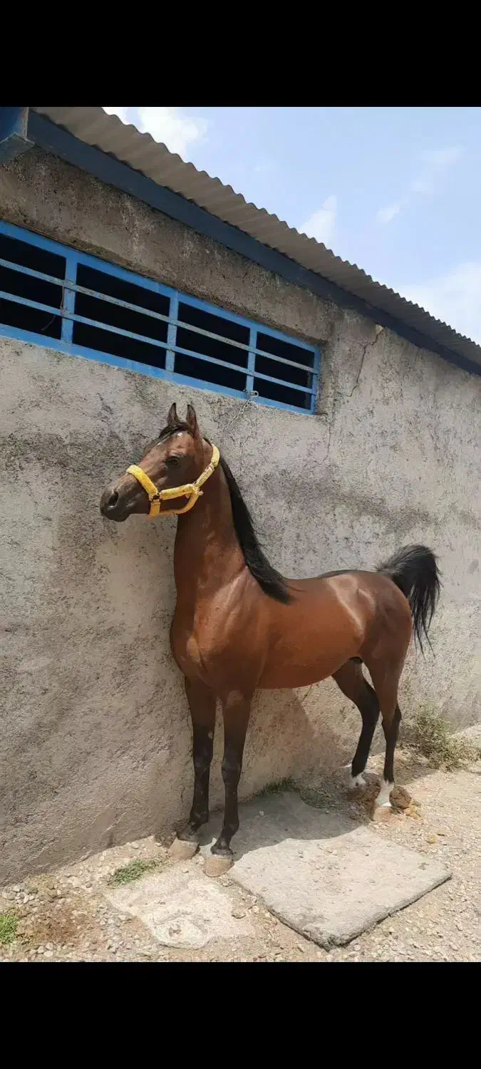 نریان عرب دوسر|اسب و تجهیزات اسب‌سواری|خمین, |دیوار