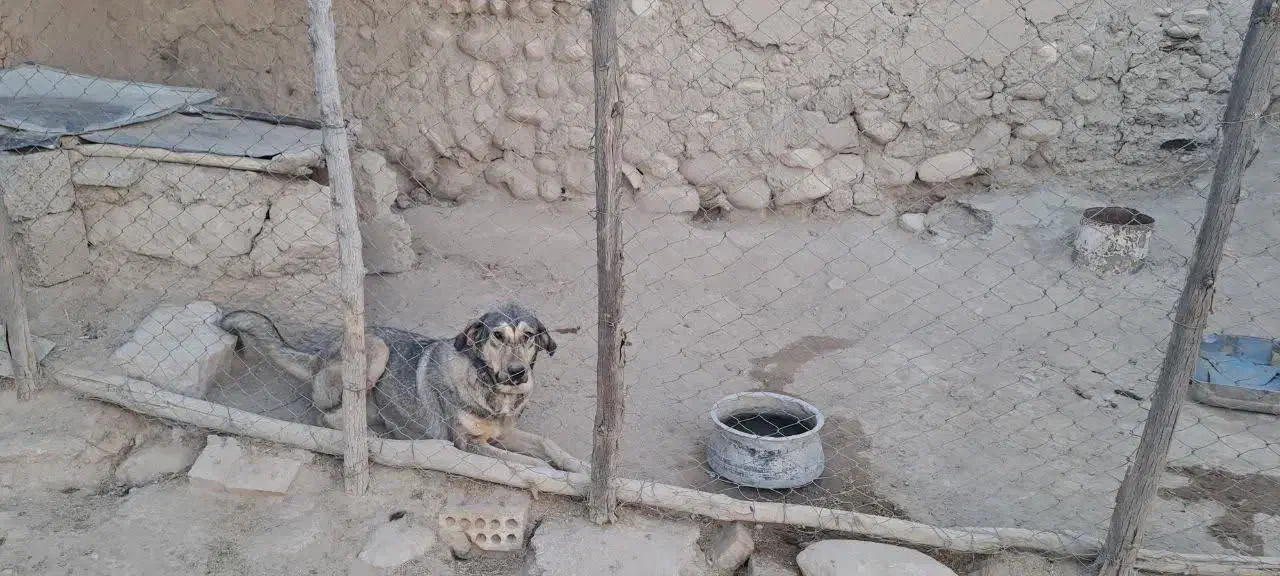 سگ پژدر|سگ|بیجار, |دیوار