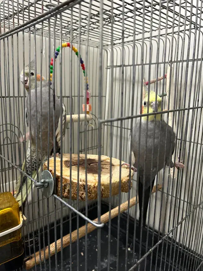 عروس هلندی|پرنده|تهران, افسریه شمالی|دیوار