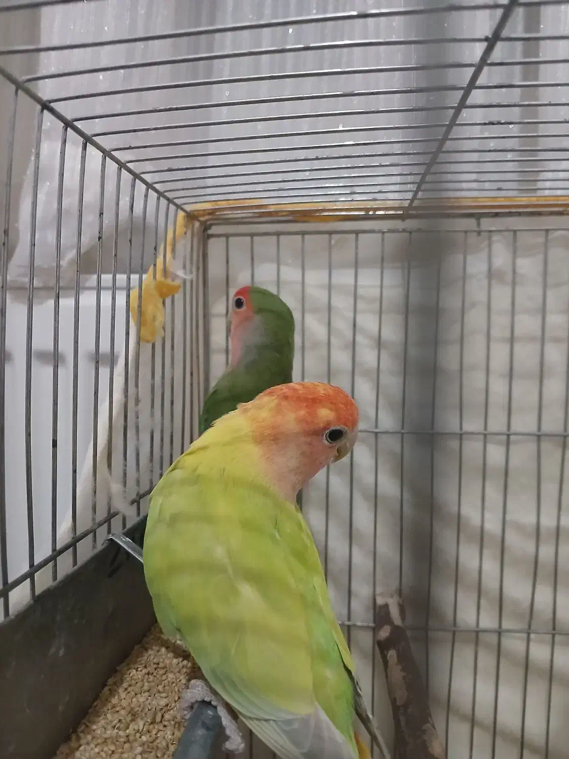 کوتوله جفت کارداده|پرنده|نیشابور, شهرک بسیج|دیوار