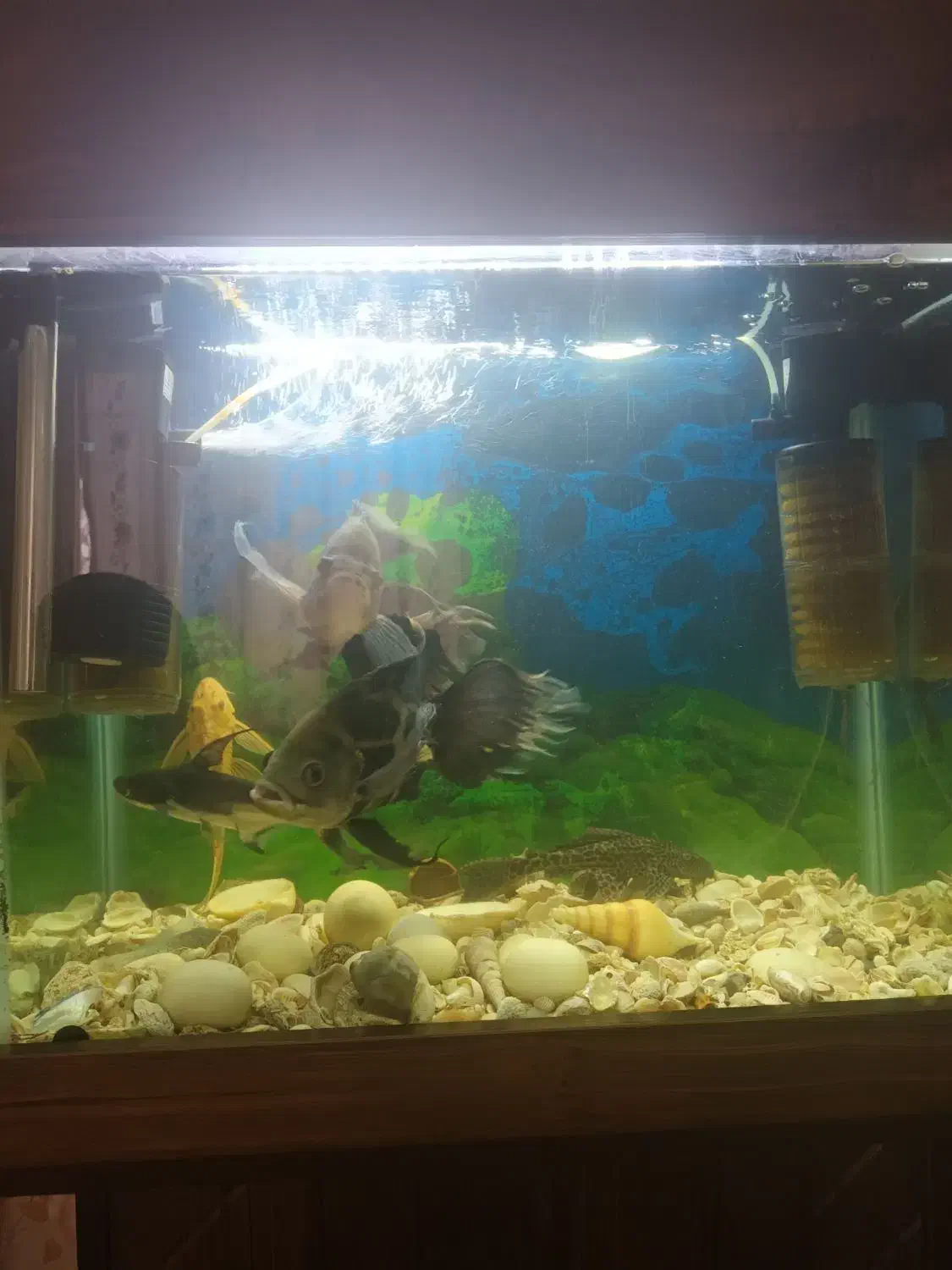 ماهی اسکار و پنگوسی لجنخوار معاوضه با سهره و قناری|ماهی|بومهن, |دیوار